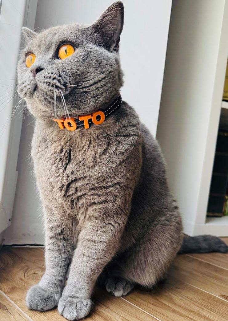 Foto de gato con collar personalizado