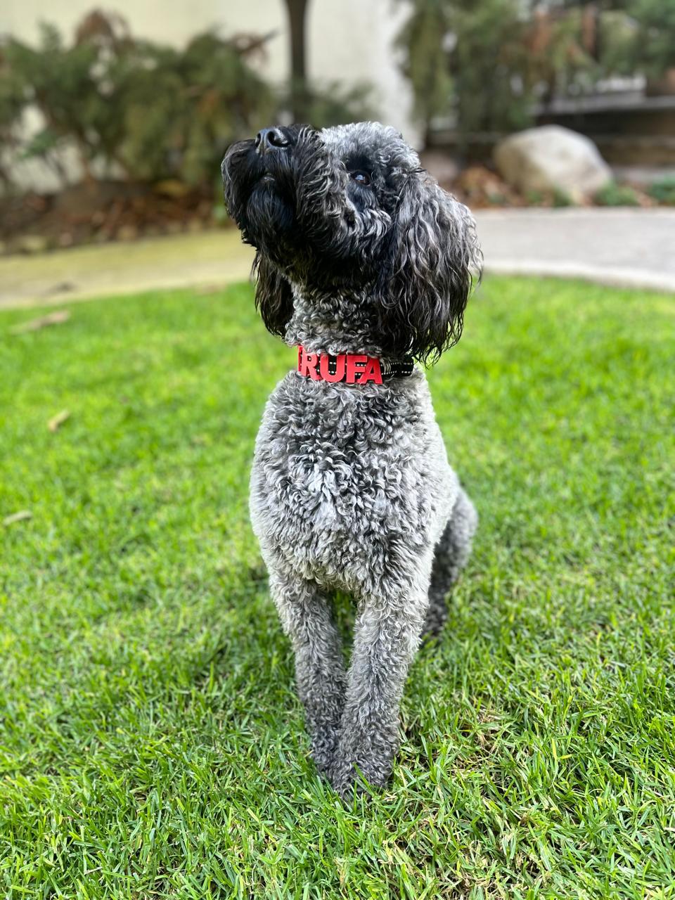 Caniche gris con collar